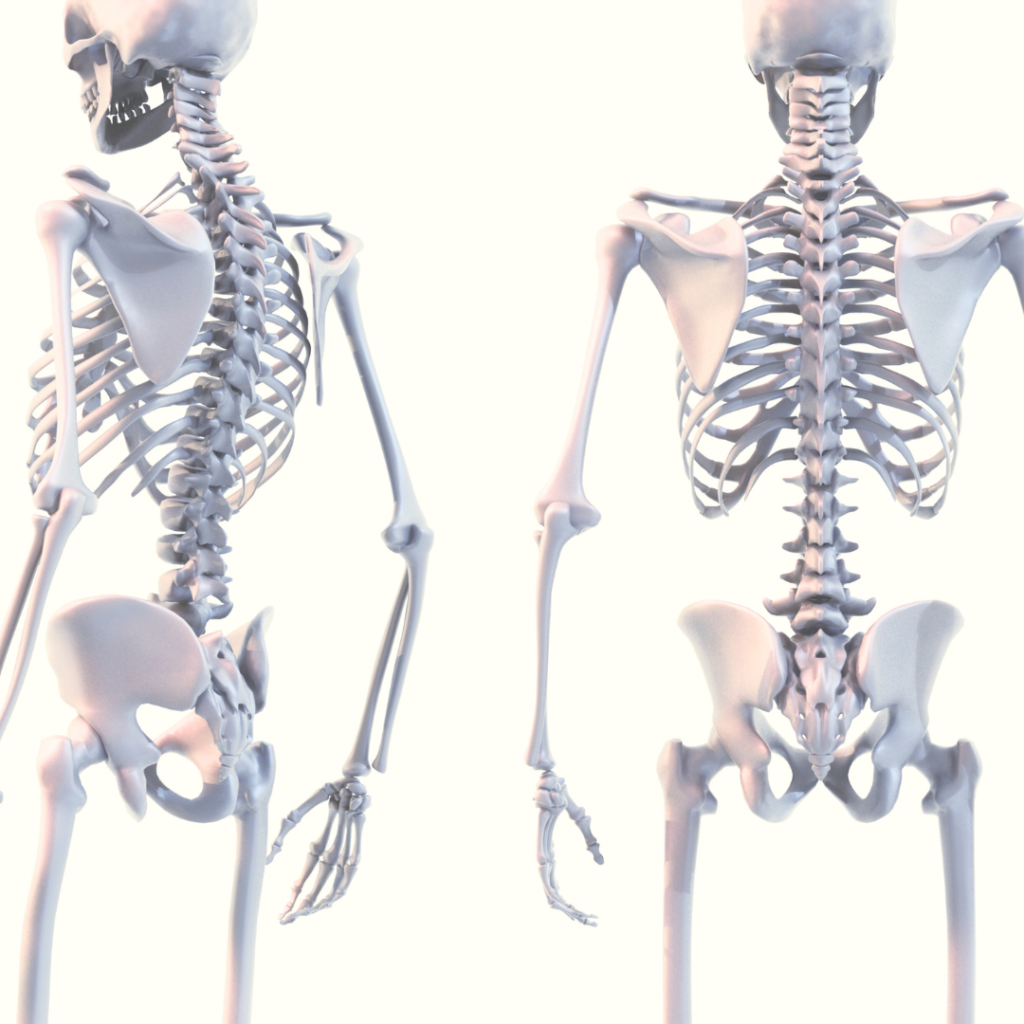 体の安定性と不安定性、体幹軸、体幹の安定性、姿勢、骨格、しなやかな体、体のバランス、オステオパシー、沖縄南城市整体院、女性理学療法士、体の不調、姿勢、病気の改善、痛みの原因、根本的な原因、自然治癒力、恒常性