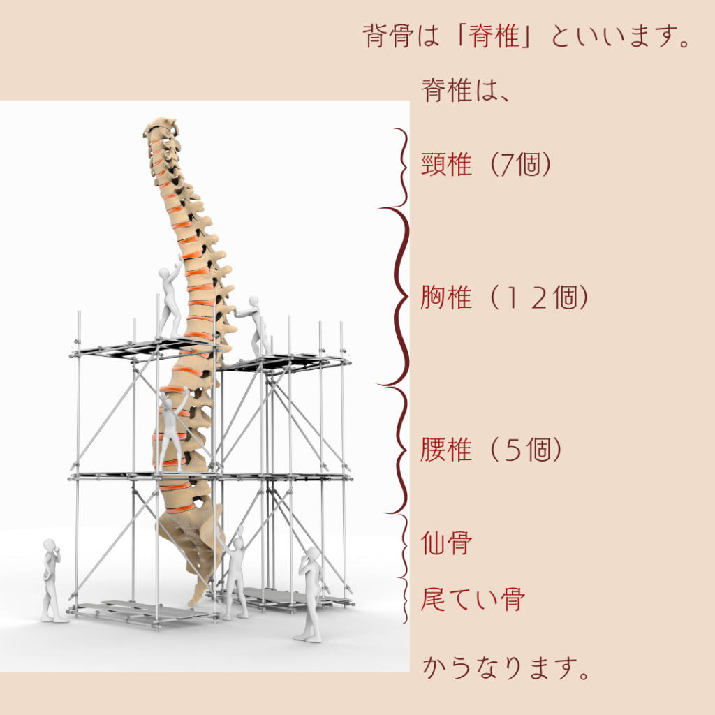 側弯症、体の歪み、背中の痛み、子供の側彎症、オステオパシー、姿勢整体院ケイポス、沖縄南城市、女性理学療法士、scoliosis、skeletal adjustment、 osteopathy、okinawa nanjo-city