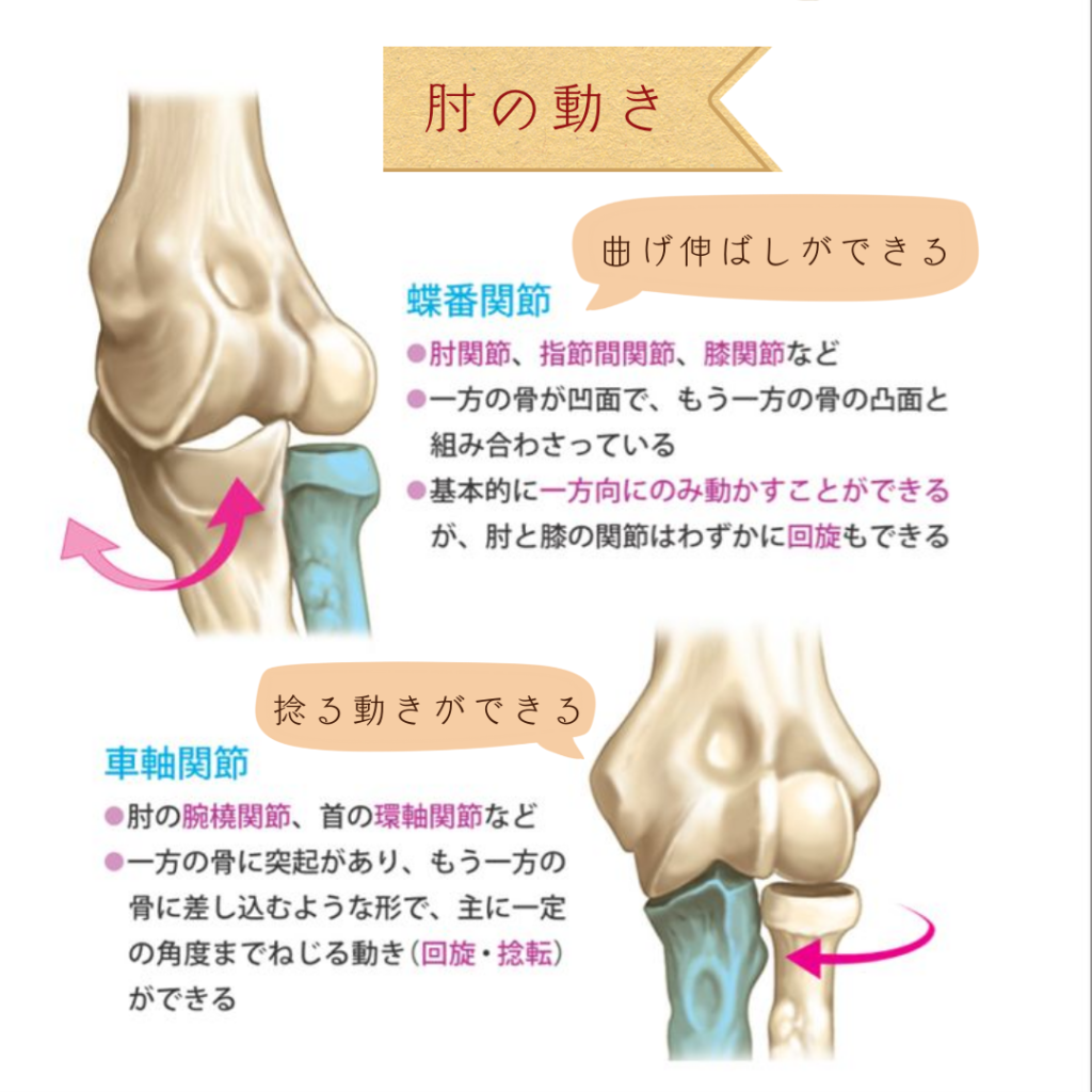 肘の痛み、肘の障害、テニス肘、野球肘、ゴルフ肘、上腕骨外側上顆炎、上腕骨内側上顆炎、鎮痛剤、シップ、オステオパシー、沖縄南城市整体院、女性理学療法士、体の不調、姿勢、病気の改善、痛みの原因、根本的な原因、自然治癒力、恒常性